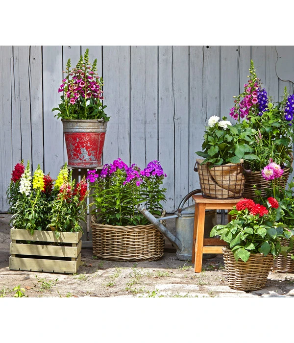 Garten-Löwenmäulchen, Verschiedene Farben 7 Garten-Löwenmäulchen, Verschiedene Farben – Bild 7