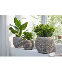 Pflanzen Promotion Geschäft -Pflanzen Promotion Geschäft 20180515 PR MO 001 CrassulaBL14