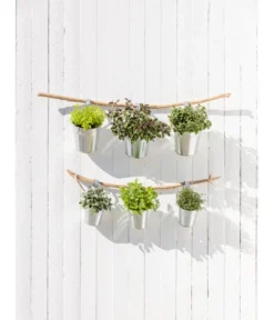 Bestseller -Pflanzen Promotion Geschäft 20181011 PR MO 003 Kraeuter 04 1