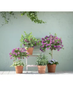 Kreuzblume, Stämmchen -Pflanzen Promotion Geschäft 20190418 PR MO 01 KuebelpflanzenPolygalaEucalyptus GC05 01