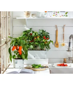 Pick-a-Tom® Cocktailtomate Mit Früchten, Rot -Pflanzen Promotion Geschäft 20200604 WE MO 001 IndoorTomatePaprika 2021 GC11 1