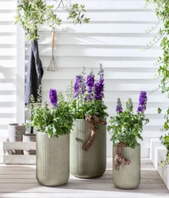 Rittersporn, Verschiedene Farben -Pflanzen Promotion Geschäft 20200709 WE MO 001 Rittersporn 2021 GC12