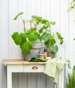 Mini Schlangengurke -Pflanzen Promotion Geschäft 20200717 8842643 WE MO 002 CucurbitaePepoZucchiniGruen 2021 GC13 01