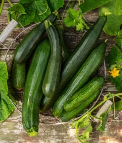 Mini Schlangengurke -Pflanzen Promotion Geschäft 20200722 8830747 8831000 WE MO 001 GurkeEtikett