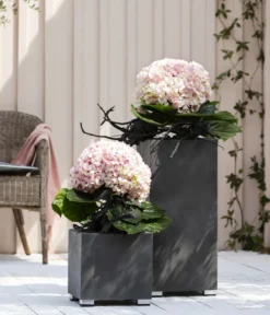 Bauern-Hortensie 'Avantgarde' -Pflanzen Promotion Geschäft 20210415 WE MO 001 HortensieAvantgarde BL08 2022 01