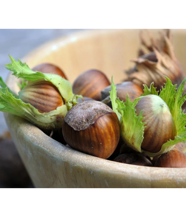 Haselnuss 'Hallesche Riesen' 4 Haselnuss 'Hallesche Riesen' – Bild 4