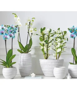 Traubenorchidee -Pflanzen Promotion Geschäft 2167989 8250813 PR MO 001 ExklusivOrchideenthemaSara