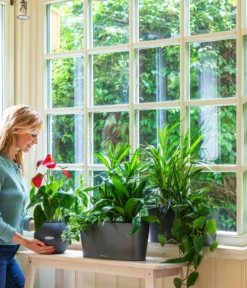 LECHUZA® Kasten DELTA, All-in-One-Set -Pflanzen Promotion Geschäft 2418598 WE MO 001 DeltaAnthrazitPruoColor 2427508 5496443