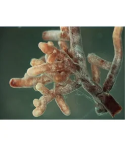 Mykorrhiza Soluble, 30 G -Pflanzen Promotion Geschäft 2537132 2360626 WE FS 001 MykorrhizaaufWurzel