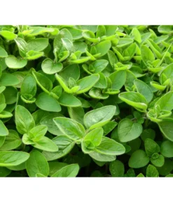 Dehner Gourmet Garten Majoran, Einjährig -Pflanzen Promotion Geschäft 2782134 WE DE 001 GourmetGartenMajoranEchterMiranT12Pixabay