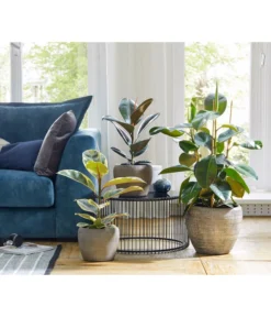 Dehner Keramik-Übertopf Kenia, Konisch, Braun -Pflanzen Promotion Geschäft 2906469 WE MO 001 TopfKeniaBraun