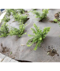 Dehner Rindenmulch-Unterlage, Ca. L300/B200 Cm -Pflanzen Promotion Geschäft 3079696 BildM 002 RindenmulchUnterlageFuerDieGartenpflegeRindenmulchUnterlage2X3