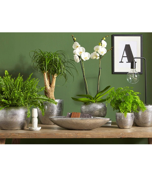 Dehner Keramik-Jardiniere Rosella, Oval, Silber, Ca. B50/H11/T17 Cm 3 Dehner Keramik-Jardiniere Rosella, Oval, Silber, Ca. B50/H11/T17 Cm – Bild 3