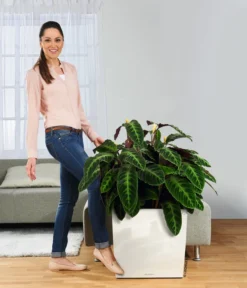 LECHUZA® Rolluntersetzer Für CLASSICO/QUADRO -Pflanzen Promotion Geschäft 3179538 WE MO 005 CubePremiumWeissRolluntersetzer 3468089