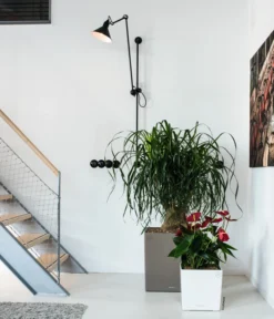 LECHUZA® CUBE, All-in-One Set -Pflanzen Promotion Geschäft 3179850 3179637 WE MO 008 CubePremiumWeissTaupe