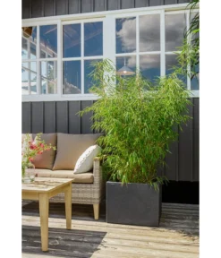 Dehner Kunststoff-Blumenkübel Palermo, Anthrazit -Pflanzen Promotion Geschäft 3728110 3728151 3940756 WE MO 009 KunststoffBlumenkuebelKubusanthrazitBlumentopf