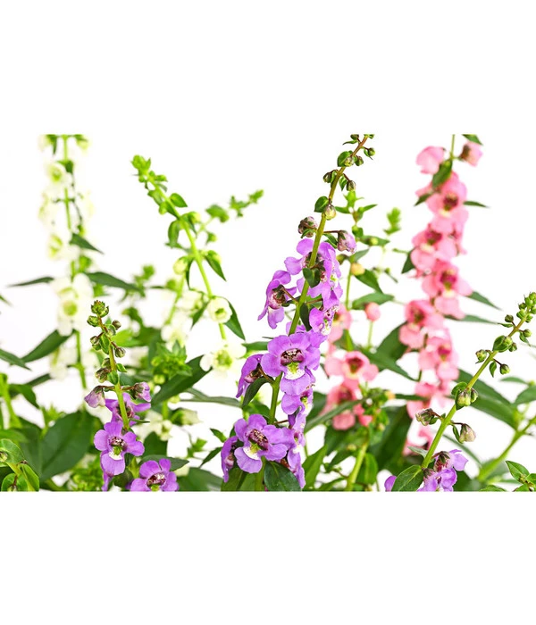 Engelsgesicht-Trio 2 Engelsgesicht-Trio – Bild 2