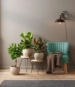 Dehner Keramik-Jardiniere Lana, Oval, Braun, Ca. B30/H17/15 Cm 5 Dehner Keramik-Jardiniere Lana, Oval, Braun, Ca. B30/H17/15 Cm -Pflanzen Promotion Geschäft 4029906 PR MO 001 TopfJardiniereLatinaCremeGrau