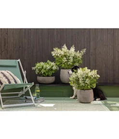 Dehner Leichtbeton-Schale Balloon Stone, Grau -Pflanzen Promotion Geschäft 4058046 4058087 4057972 WE MO 006 DehnerLeichtbetonTopfBalloon