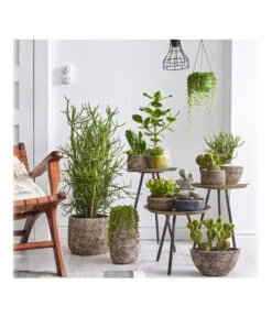 Dehner Keramik-Übertopf Stef, Bauchig, Braun, Ca. Ø25 Cm -Pflanzen Promotion Geschäft 4083309 PR MO 002 TrenthemaIStefSukkulententhema 4083317 4083325 4083333 4084349 4084356 4084372 4084380 1