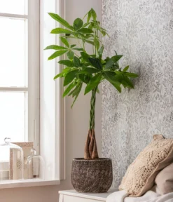 Dehner Keramik-Übertopf Stef, Rund, Braun -Pflanzen Promotion Geschäft 4083325 82506059 4083325 WE MO 001 TopfStefBraunPachiraAquatica 1