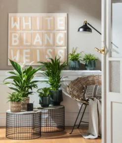 Goldfruchtpalme - Dypsis Lutescens -Pflanzen Promotion Geschäft 4099883 PR MO 001 TopfElsaPetrolKorbPapette