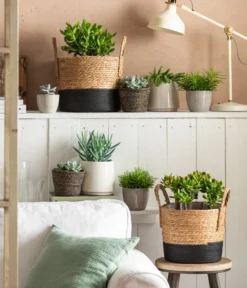 Dickblatt - Crassula Cultivars, Verschiedene Sorten -Pflanzen Promotion Geschäft 4106035 6904783 4106043 6938864 4439196 WE MO 001 TopfLinaKorbRob 1