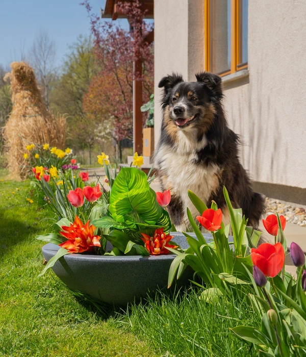 Roto Kunststoff-Pflanzschale Ballett, Rund, Hellgrau, Ca. Ø60/H18 Cm 2 Roto Kunststoff-Pflanzschale Ballett, Rund, Hellgrau, Ca. Ø60/H18 Cm – Bild 2