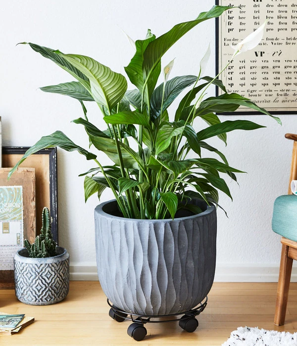 Wagner Pflanzenroller Draht, Ø 30 Cm, Schwarz 2 Wagner Pflanzenroller Draht, Ø 30 Cm, Schwarz – Bild 2