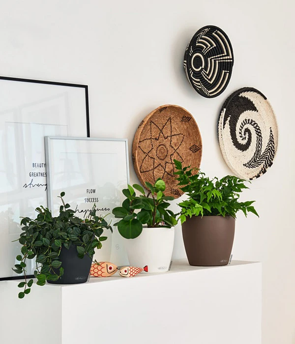 LECHUZA® CLASSICO Color, All-in-One-Set 3 LECHUZA® CLASSICO Color, All-in-One-Set – Bild 3