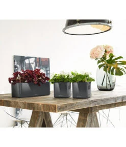 LECHUZA® CUBE Glossy, All-in-One Set -Pflanzen Promotion Geschäft 4310470 PR MO 002 4310512CubeGlossyAnthrazit