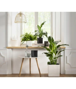 LECHUZA® CUBE Glossy, All-in-One Set -Pflanzen Promotion Geschäft 4310496 PR MO 001 CubeGlossyAnthrazitWeissCubePremium