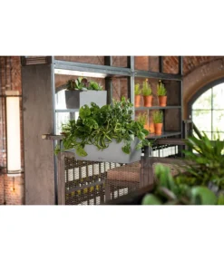 LECHUZA® Kunststoff-Kasten Balconera Stone -Pflanzen Promotion Geschäft 4318606 WE MO 002 LechuzaKunststoffBalkonkastenBalconeraStonePflanzkastenBlumenkasten