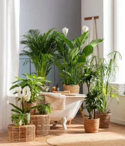 Pflanzen Promotion Geschäft -Pflanzen Promotion Geschäft 4440343 4439022 4438990 WE MO 002 IgmarBraun