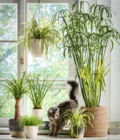 Dehner Keramik-Ampel, Konisch -Pflanzen Promotion Geschäft 5122866 5122809 WE MO 001 Haustierfreundliche Gruenpflanzen