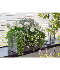 Dehner Leichtbeton-Kasten Rock, Rechteckig, Grau 5 Dehner Leichtbeton-Kasten Rock, Rechteckig, Grau -Pflanzen Promotion Geschäft 5157607 5157615 WE MO 001 DehnerLeichtbetonKastenrockgrau