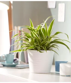 Grünlilie - Chlorophytum Comosum 'Ocean' -Pflanzen Promotion Geschäft 5253323 WE MO 001 KeramikTopfWaveWeissMattDehnerUveSauerApril2016