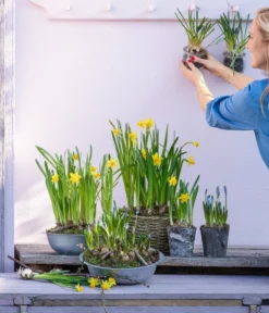 Narzissen 'Tête à Tête' In Birkentopf, Ca. Ø11 Cm -Pflanzen Promotion Geschäft 6019111 WE MO 001 ZinkschaleNarzissen