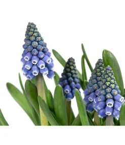 Traubenhyazinthen In Zinkschale, Ca. Ø29 Cm -Pflanzen Promotion Geschäft 6019152 WE DE 001 MuscariMarleen2T11Traubenhyazinthe