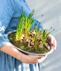 Traubenhyazinthen In Zinkschale, Ca. Ø29 Cm -Pflanzen Promotion Geschäft 6019152 WE MO 001 ZinkschaleTraubenhyazinthen