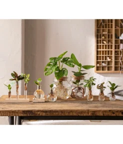 Waterplant Balsamapfel Im Kugelglas - Clusia Rosea 'Princess', Mit LED -Pflanzen Promotion Geschäft 6125066 WE MO 001 WaterPlants 1