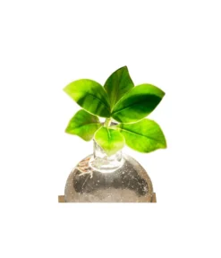 Waterplant Balsamapfel Im Kugelglas - Clusia Rosea 'Princess', Mit LED -Pflanzen Promotion Geschäft 6125074 WE DE 001 WaterPlantlusia7cmmitLicht