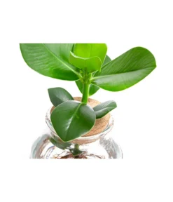 Waterplant Balsamapfel Im Kugelglas - Clusia Rosea 'Princess', Ca. 30 Cm -Pflanzen Promotion Geschäft 6125082 WE DE 001 WaterPlantsClusia12cm