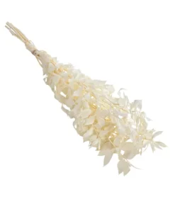 Trockenblumenbund Ruscus