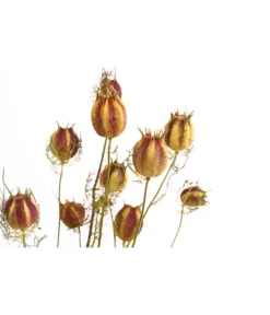 Trockenblumenbund Nigella Mit Fruchtstand -Pflanzen Promotion Geschäft 6284236 PR DE 001 NigellaFruchtstandBundDehnerExpressHerzig