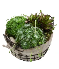 Hauswurz-Arrangement Landhaus Garten, In Metall-Korb