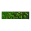 StyleGREEN Bild Aus Wald- Und Kugelmoos Im Verlauf, Ca. B140/H40/T7 Cm
