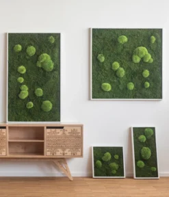 StyleGREEN Bild Aus Wald- Und Kugelmoos, Quadratisch, Ca. B35/H35/T6 Cm -Pflanzen Promotion Geschäft 6429948 WE MO 001 Wald Kugelmoosbild35x35cmStylegreen