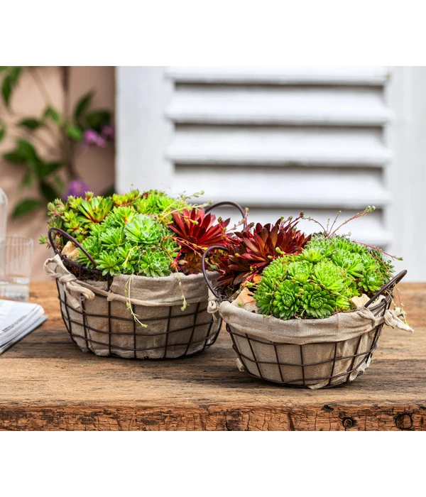 Hauswurz-Arrangement Landhaus Garten, In Metall-Korb 2 Hauswurz-Arrangement Landhaus Garten, In Metall-Korb – Bild 2