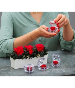 Dehner Keramik-Jardiniere Mit Longlife-Rose Elen, Rot, Ca. B23/H11/T7 Cm 5 Dehner Keramik-Jardiniere Mit Longlife-Rose Elen, Rot, Ca. B23/H11/T7 Cm -Pflanzen Promotion Geschäft 6537724 WE MO 001 LonglifeArrangementElenRot ImageBild Content